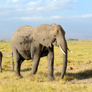 Plain Wings Tours and Safaris