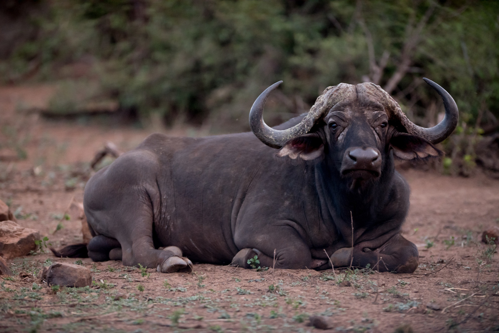 Plain Wings Tours and Safaris