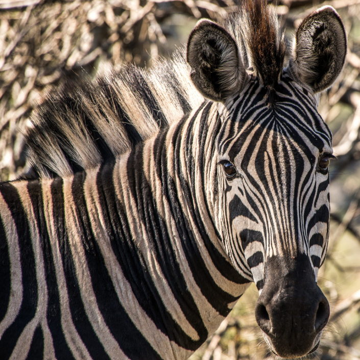 Plain Wings Tours and Safaris