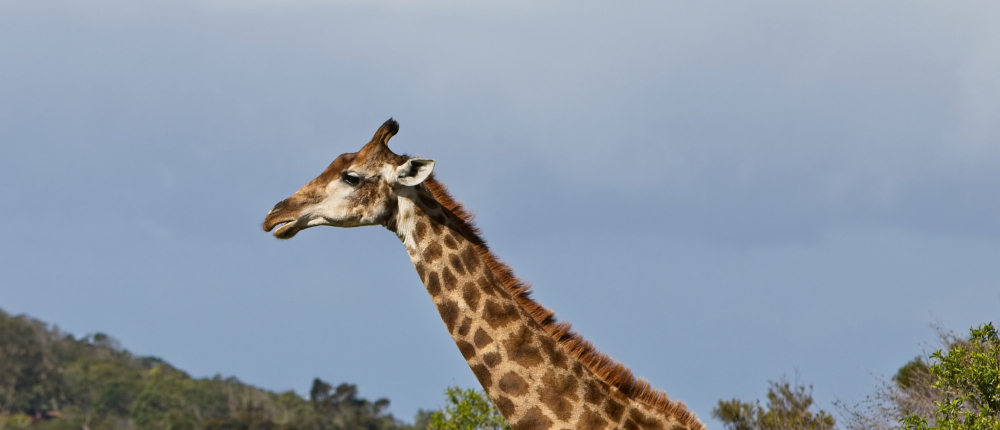 Plain Wings Tours and Safaris