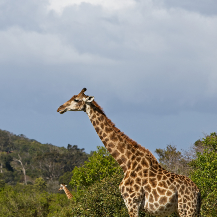 Plain Wings Tours and Safaris