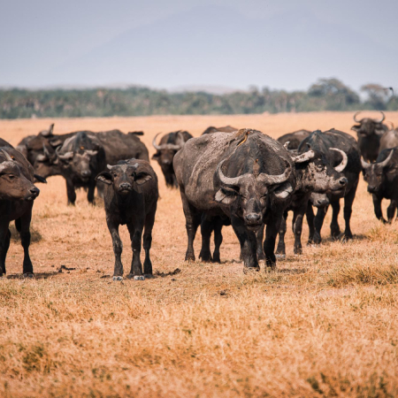 5 DAYS, OL PEJETA, LAKE NAIVASHA & MASAI MARA SAFARI