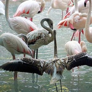 4 DAYS, LAKE NAKURU & MASAI MARA SAFARI TOUR