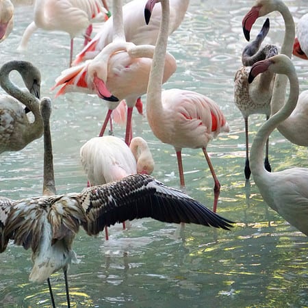 4 DAYS, LAKE NAKURU & MASAI MARA SAFARI TOUR