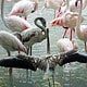 4 DAYS, LAKE NAKURU & MASAI MARA SAFARI TOUR