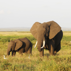 6 DAYS, AMBOSELI, LAKE NAIVASHA & MASAI MARA SAFARI TOUR