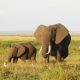 6 DAYS, AMBOSELI, LAKE NAIVASHA & MASAI MARA SAFARI TOUR