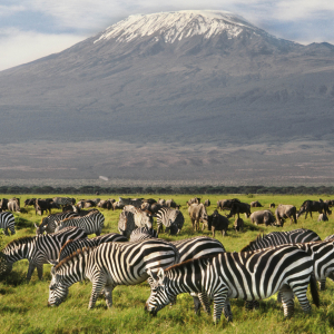 2 DAYS AMBOSELI NATIONAL PARK SAFARI