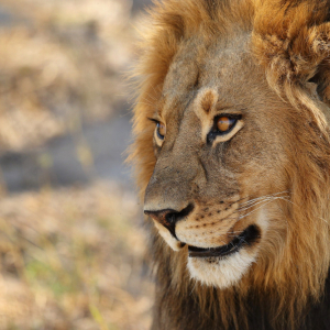 3 DAYS MASAI MARA SAFARI TOUR