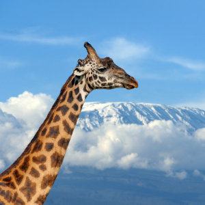 4 DAYS 3 NIGHTS, TSAVO EAST, AMBOSELI, TSAVO WEST, SAFARI TOUR