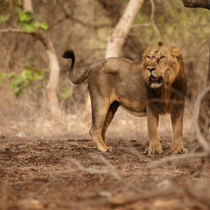 1 DAY TSAVO EAST NATIONAL PARK SAFARI