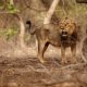1 DAY TSAVO EAST NATIONAL PARK SAFARI