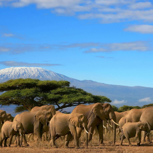3 DAYS, 2 NIGHTS AMBOSELI NATIONAL PARK SAFARI