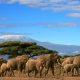 3 DAYS, 2 NIGHTS AMBOSELI NATIONAL PARK SAFARI