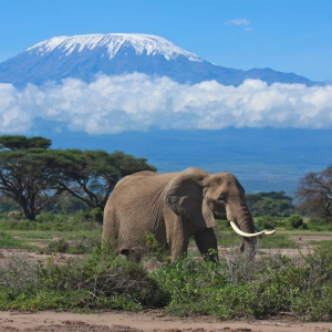 3 DAYS, 2 NIGHTS, TSAVO EAST AND AMBOSELI SAFARI TOUR