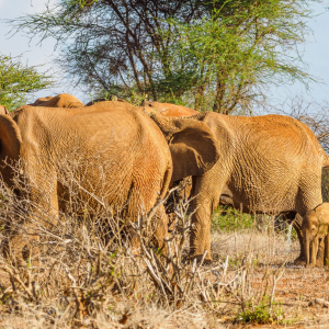 3 DAYS, 2NIGHTS, TSAVO EAST & WEST SAFARI