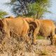 3 DAYS, 2NIGHTS, TSAVO EAST & WEST SAFARI